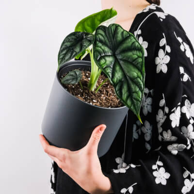 Polo Casual White Man T-Shirt